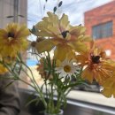 경상북도 안동시 용상동행정복지센터 | [안동 카페] 카페 산책 ㅣ 생화가 가득한 용상동 카페