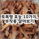 제주중앙고등학교 (가시나물방면) | 토복령 효능 10가지, 부작용 알아보기