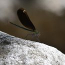 미리내캠프 이미지