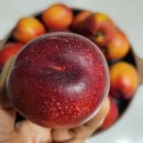 복숭아맛집 보투아몽드 경산 천도복숭아 택배배송후기