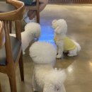 태평하개 이미지