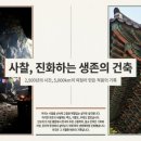 중부-현장-중부-1056 | 불교 사찰과 불탑에 담긴 2,500년의 역사와 미학. 열반에들다.