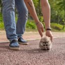 하이퍼피 이미지