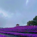 선암호수공원축구장(주말,하절기) | 거창 감악산 아스타국화축제 | 주말 아침 방문 후기, 개화상황·주소·주차 정보 정리
