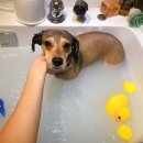 온리유 펫살롱 이미지