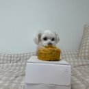 골든케익