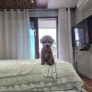 핑스애견펜션 | 거제애견펜션 핑스애견펜션 정원있는 오션뷰숙소