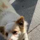 오늘도귀엽개 이미지