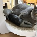 소중하냥 이미지