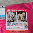 멋진강아지 | [리뷰] 강아지 핸즈프리 리드줄 &#34;큰강아지&#34; 찐 추천 후기