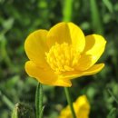 2학기(3월~6월) / 자연사랑 식물사랑 그림그리기 | 3월 2일 생일화 미나리아재비(Buttercup) — 날씨경영·빅데이터로 읽는 봄의 전령