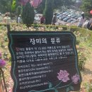 부천 장미 축제 백만송이장미원 근린도당공원