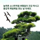 개팔자상팔자 이미지