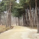 천연머리염색 Daum카페