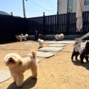댕즈 이미지