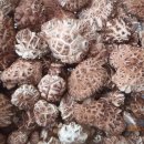 산속골농장 이미지