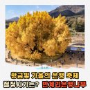 은행나무자동차공업사 | 원주 반계리 은행나무 절정 축제 주차 총정리
