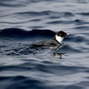 바다쇠오리(ancient murrelet) 이미지