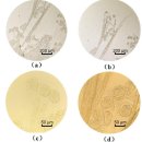 다뉴브유럽가재 (Pontastacus leptodactylus)의 Epistylis sp.감염 이미지