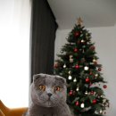 순한고양이 이미지