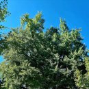 말하는은행나무 이미지