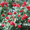 장미사진실 이미지