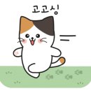 고양이랑놀자 이미지
