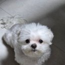 멍묭실 네이버블로그
