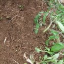 수평농장 이미지