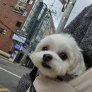 아멜리몽 이미지