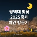평택대 벚꽃 2025 축제 야간 방문기 주차무료 꿀팁