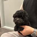 퍼피베이비 이미지