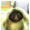 룰루 애견샵 이미지