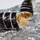 꽉찬김밥 - 목포시 하당남부로 70 | 꽉찬김밥