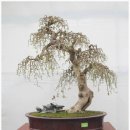 분재전시회 이미지