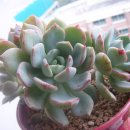그린원 네이버블로그