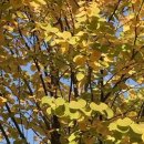 계수나무토끼한마리 이미지