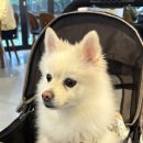 피치카페 네이버블로그