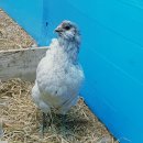 코코농장 이미지