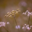 헬씨라이프 이미지