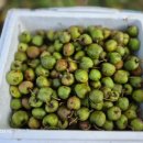 머루랑다래랑 이미지