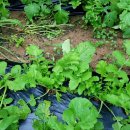 (주)열무 이미지