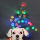 어쩔댕댕 이미지