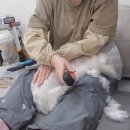 고양이무마취미용 묘갱살롱 이미지