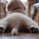 블레스동물메디컬센터 이미지