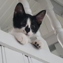 경동동물병원 이미지