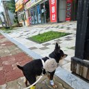 다독 | 강아지가 초코크림 초콜릿 먹었을때 입원후기 병원비 (장유 다독다독동물병원)