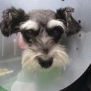 독앤걸즈 이미지