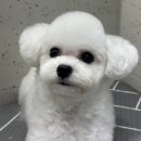 파파동물병원 이미지