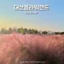 코스모스 | 창원 가볼만한곳 대산플라워랜드 핑크뮬리 코스모스 재방문